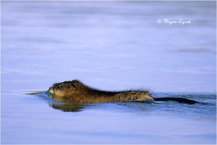 Swimming Muskrat 106 by Dr. Wayne Lynch &copy;